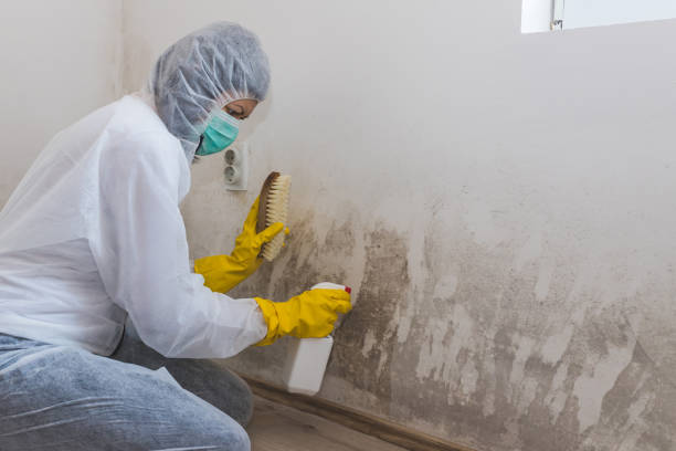 Trusted Manteca, CA Mold Removal Experts