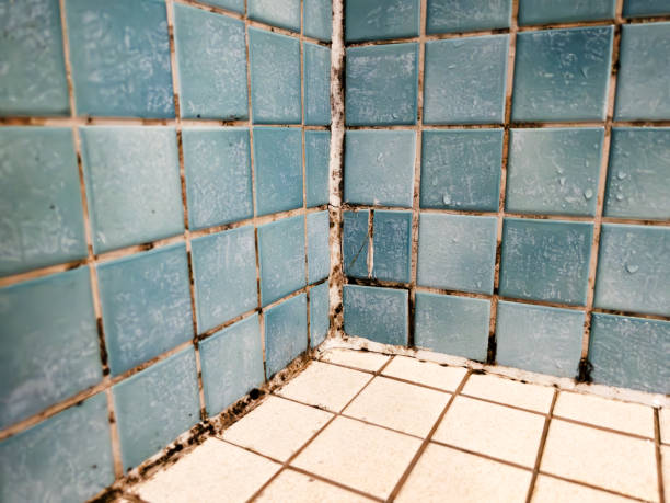 Best HVAC Mold Inspection and Cleaning  in Mante, CA