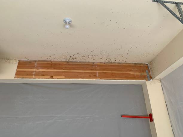 Best Water Damage & Mold Remediation  in Mante, CA