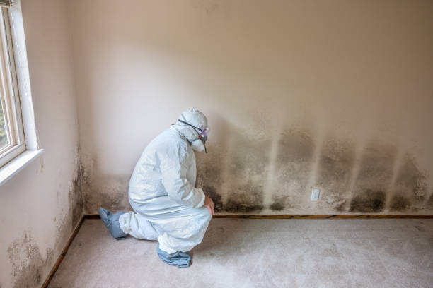 Best Basement Mold Removal  in Mante, CA