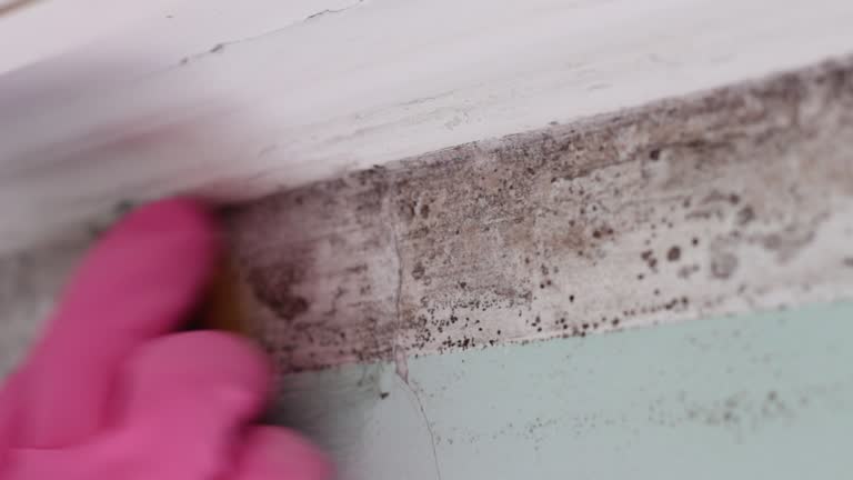 Best Mold Damage Restoration  in Mante, CA